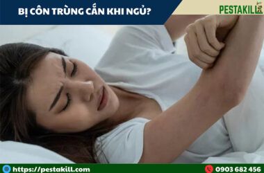 bị côn trùng cắn khi ngủ