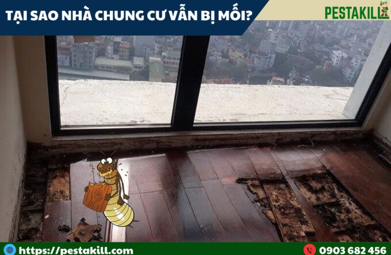 tại sao nhà chung cư cũng bị mối