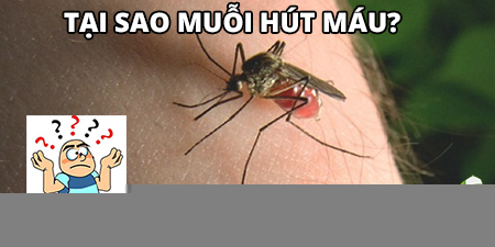 Tại sao muỗi hút máu