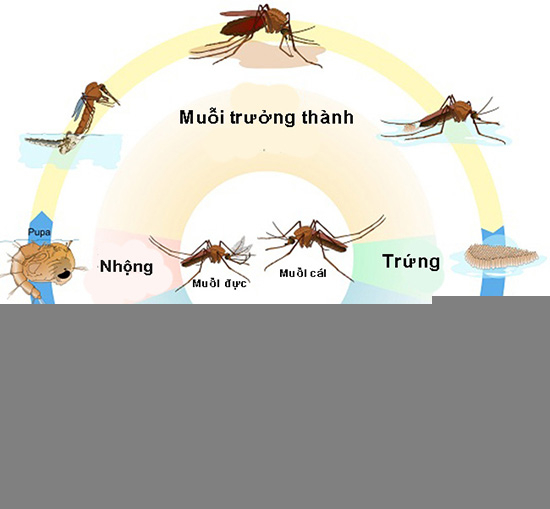 Các giai đoạn phát triển của muỗi