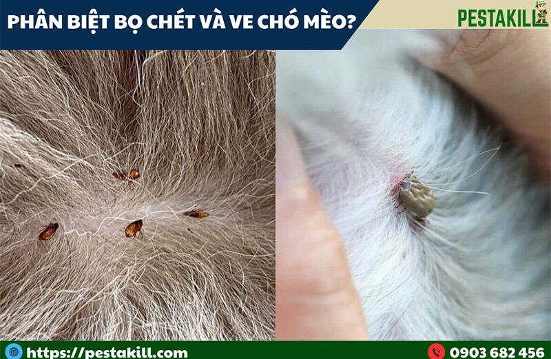 Cách phân biệt giữa bọ chét và ve chó mèo