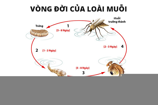 Vòng đời của loài muỗi
