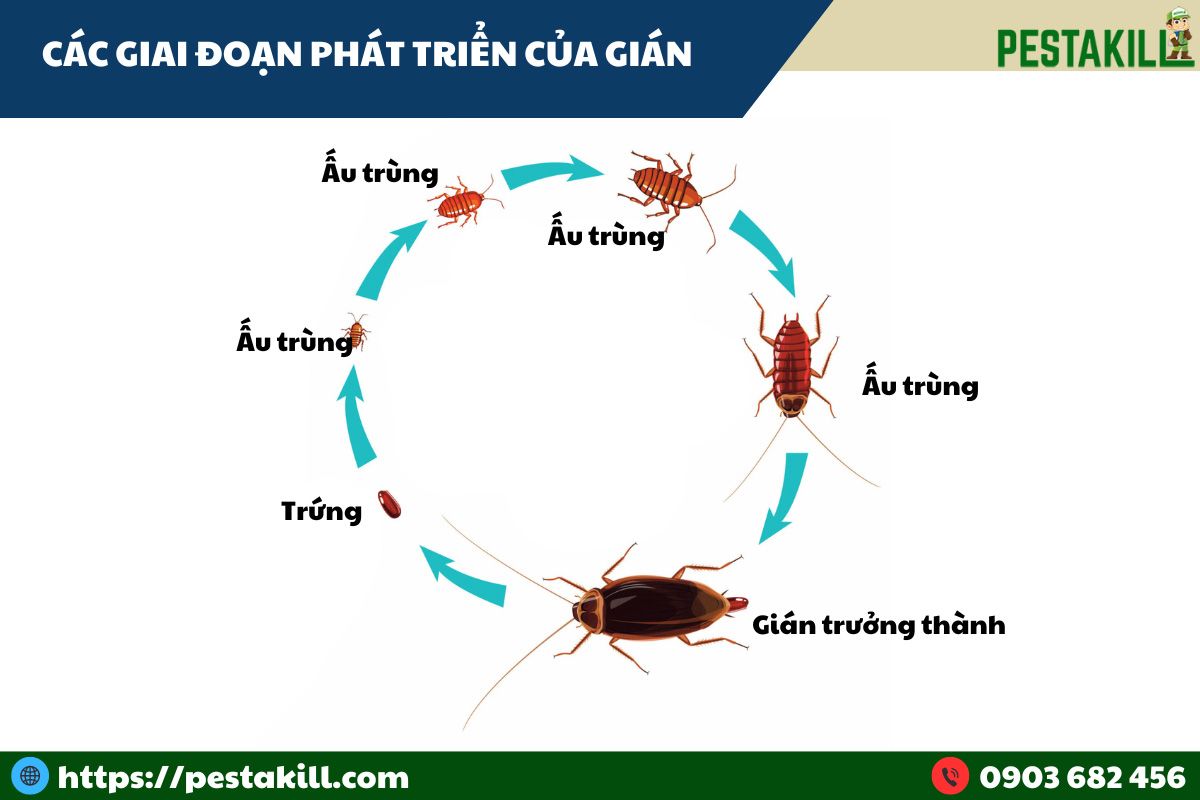 các giai đoạn phát triển của gián