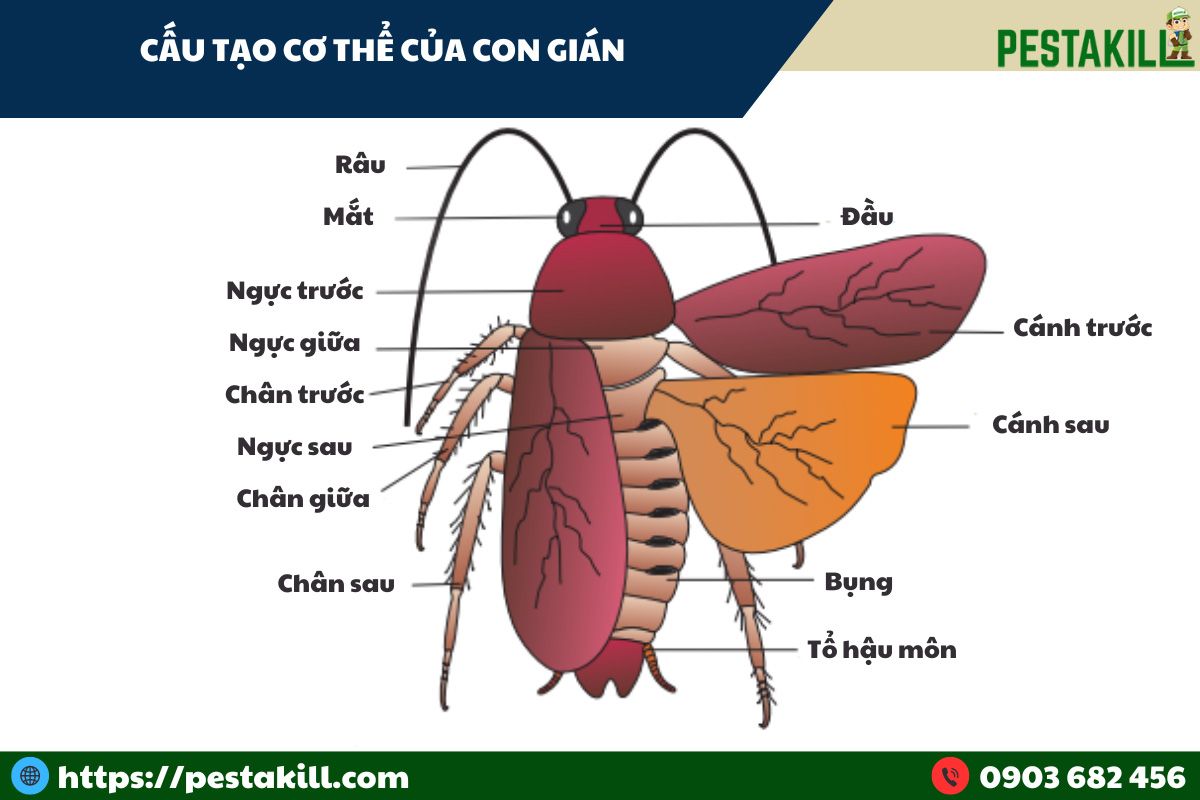 cấu tạo cơ thể của gián