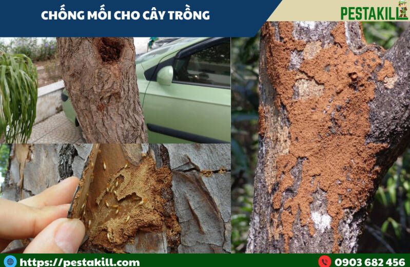 Phòng trừ mối cho cây trồng