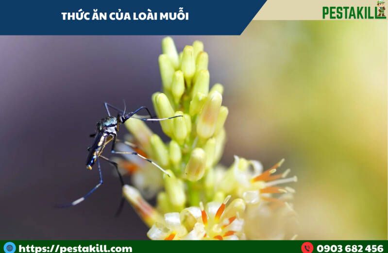 thức ăn của loài muỗi