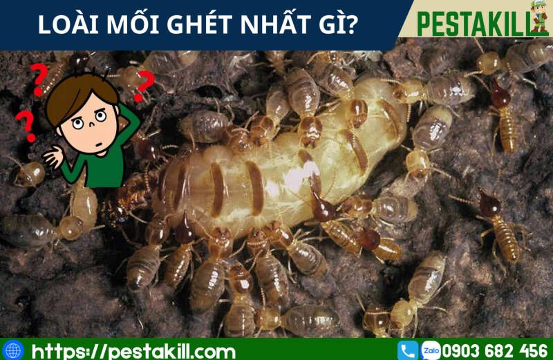 loài mối ghét gì