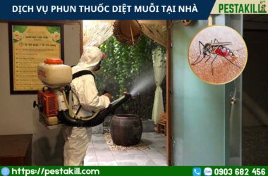 dịch vụ phun thuốc diệt muỗi tại nhà